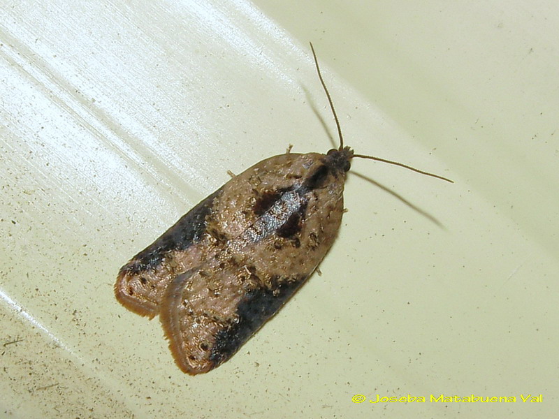 Acleris laterana - Tortricidae ?